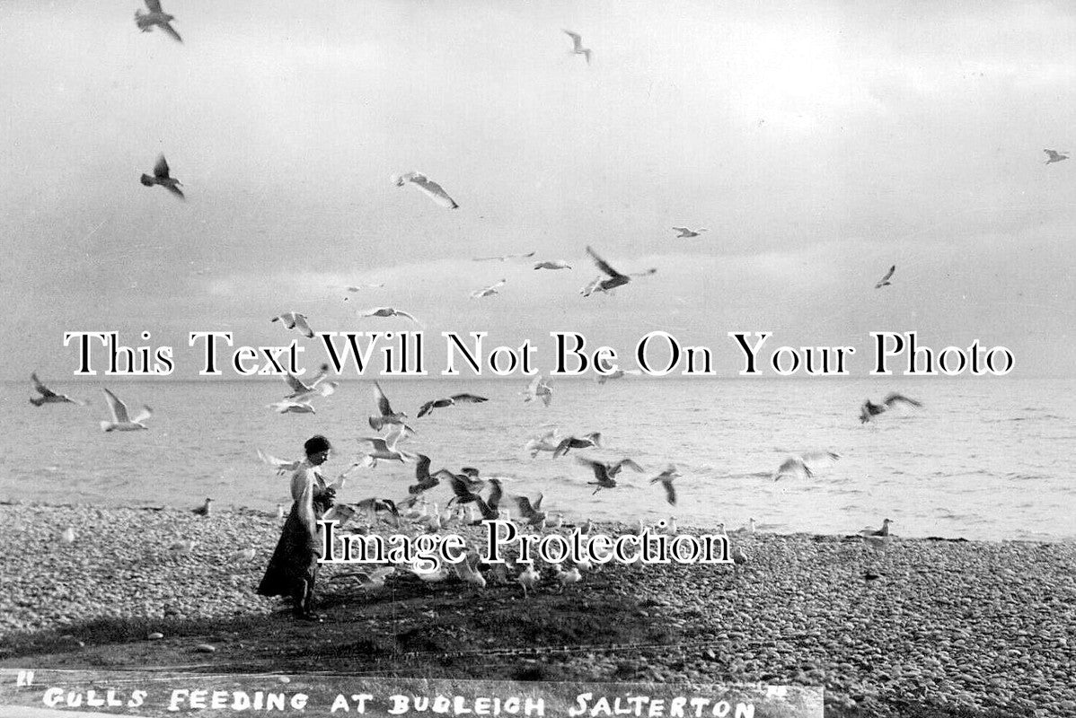 DE 4540 - Gulls Feeding At Budleigh, Salterton, Devon