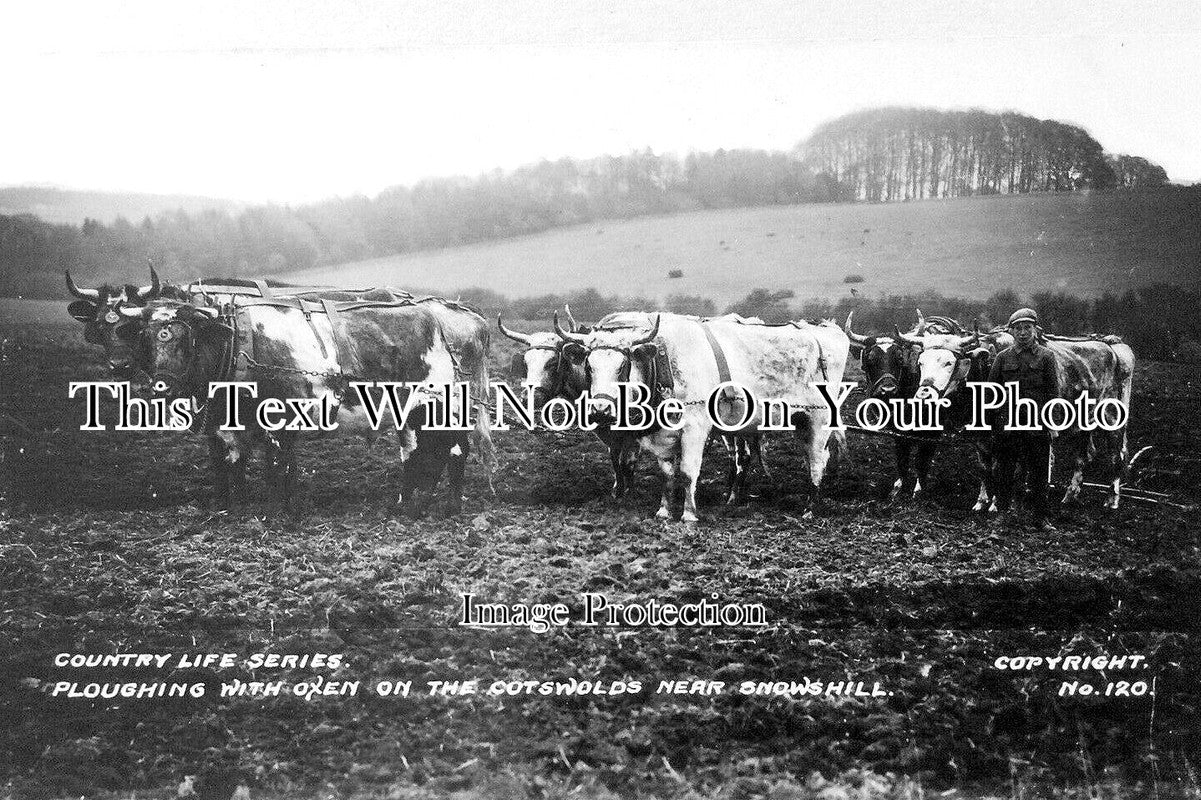GL 2648 - Oxen Ploughing, Snowshill, Cotswolds, Gloucestershire