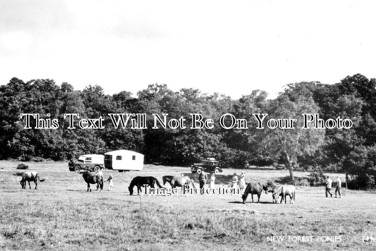 HA 5865 - New Forest Ponies, Hampshire c1960