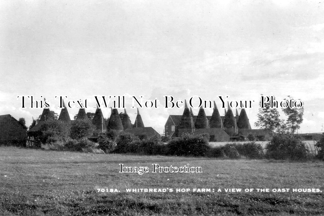 KE 6253 - Whitbreads Hop Farm Oast Houses, Kent