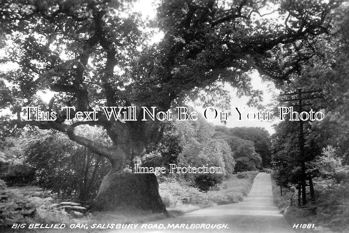 WI 1928 - Big Bellied Oak, Salisbury Road, Marlborough, Wiltshire