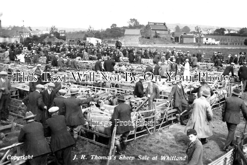 WL 3364 - JR Thomas Sheep Sale, Whitland, Wales