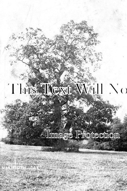 BF 1762 - Monmouth Oak, Toddington, Bedfordshire c1912