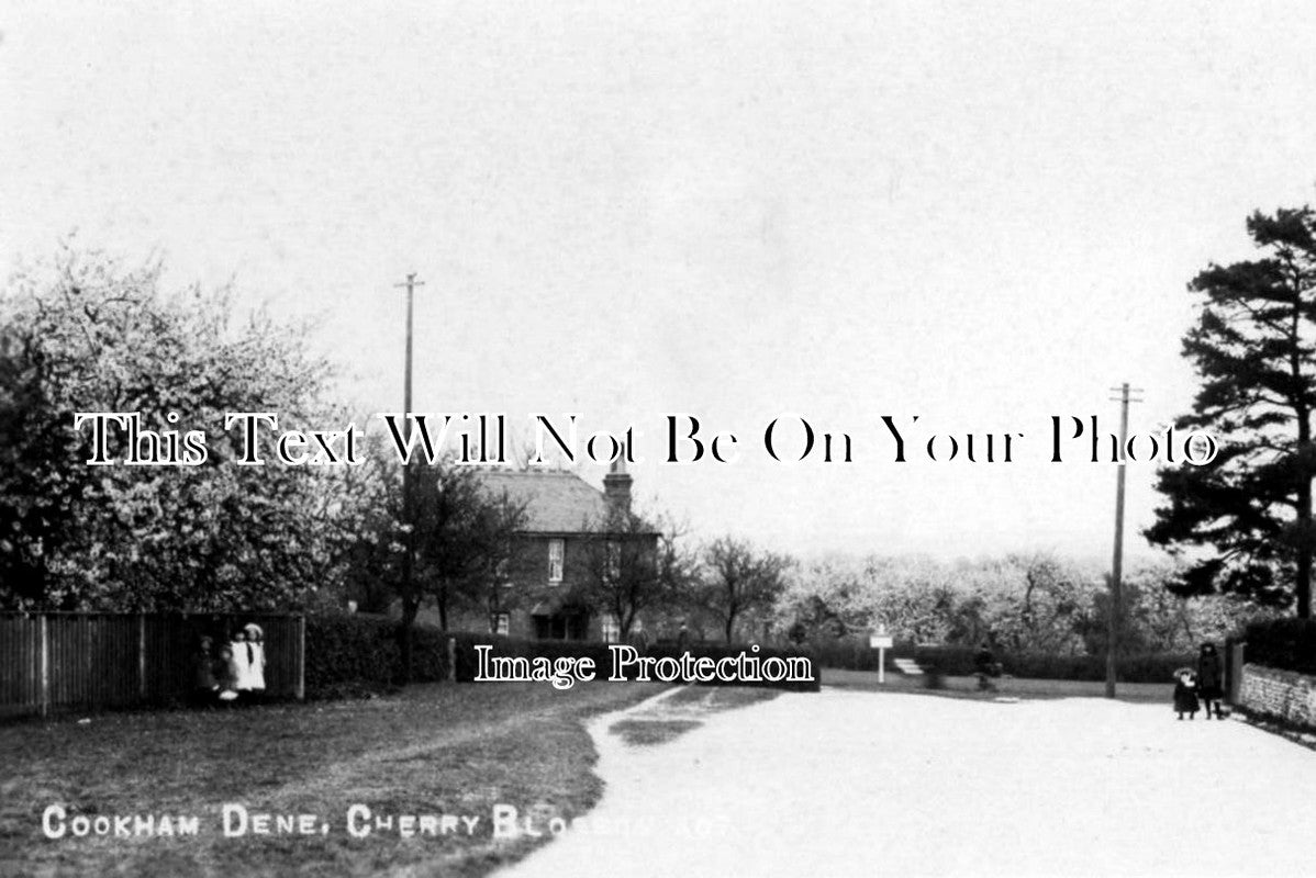 BK 259 - Cherry Blossom, Cookham Dene, Berkshire