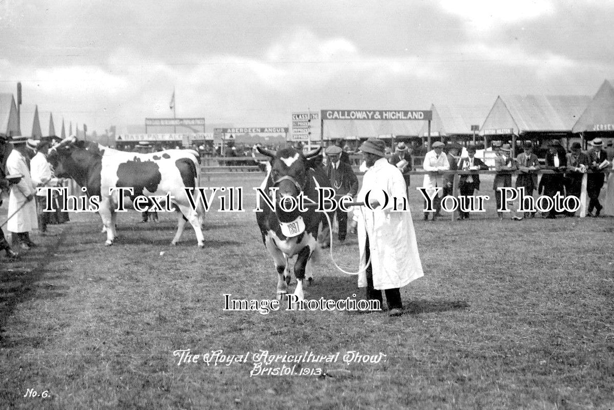 BR 230 - Prize Cattle At Royal Agricultural Show, Bristol 1913