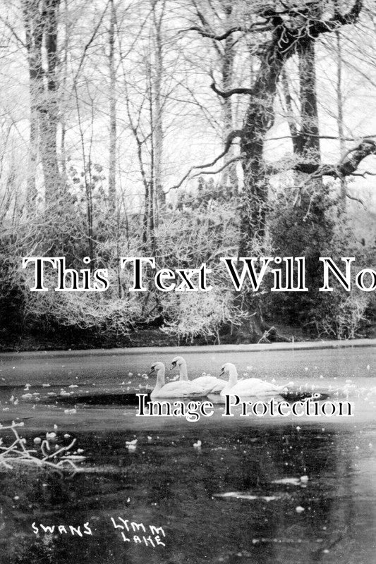 CH 1830 - Swans On Lymm Lake, Cheshire