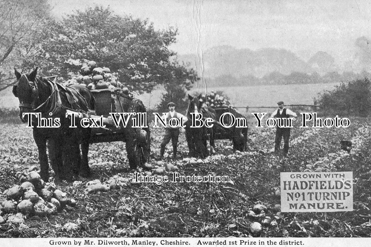 CH 199 - Farming, Manley, Cheshire