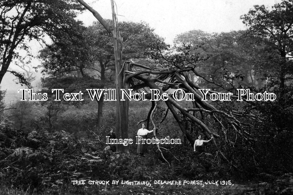 CH 408 - Tree Struck By Lightning, Delamere Forest, Frodsham, Cheshire c1915
