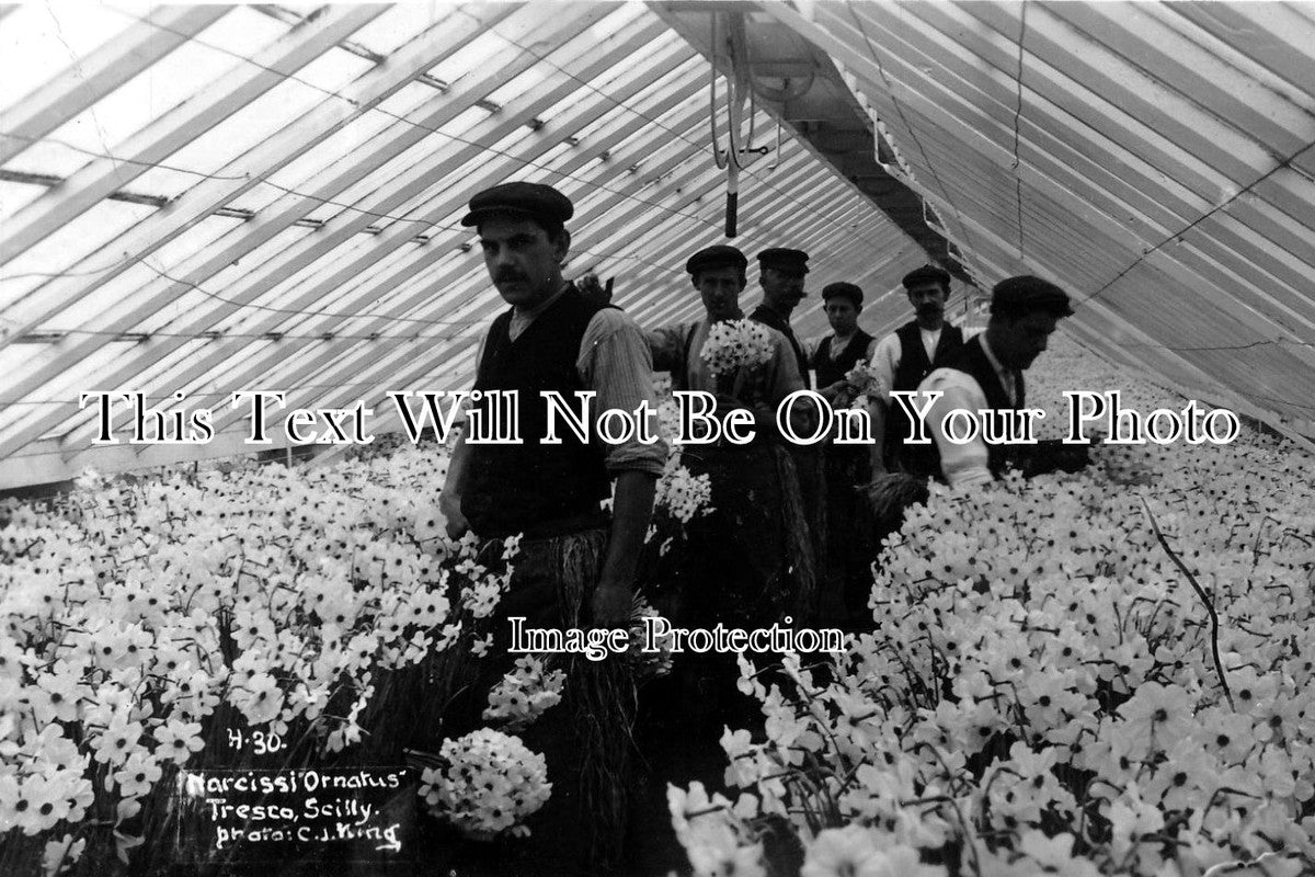 CO 214 - Narcissi Greenhouse, Tresco, Scilly Isles, Cornwall