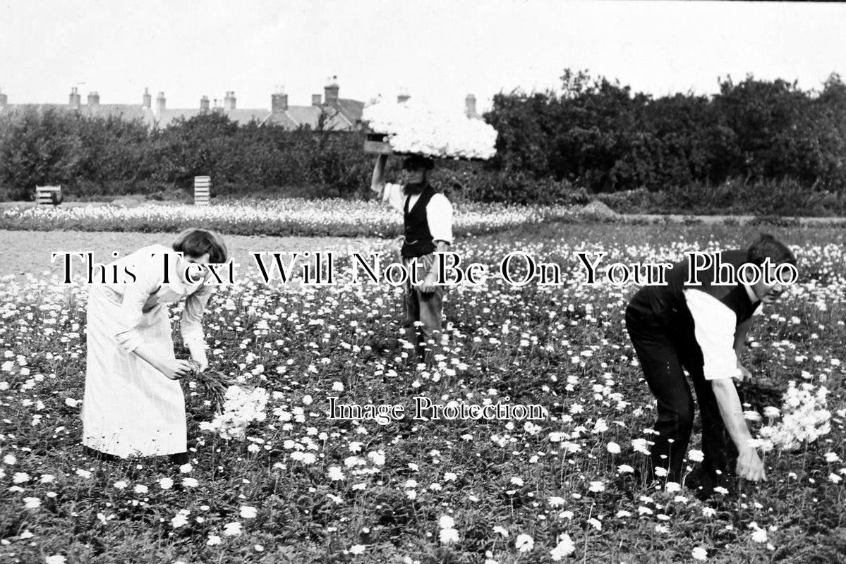 CO 227 - Flower Picking, Tresco, Isles Of Scilly, Cornwall