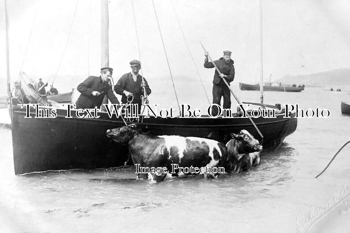 CO 2676 - Boat SC41 With Cattle, Scilly Isles, Cornwall