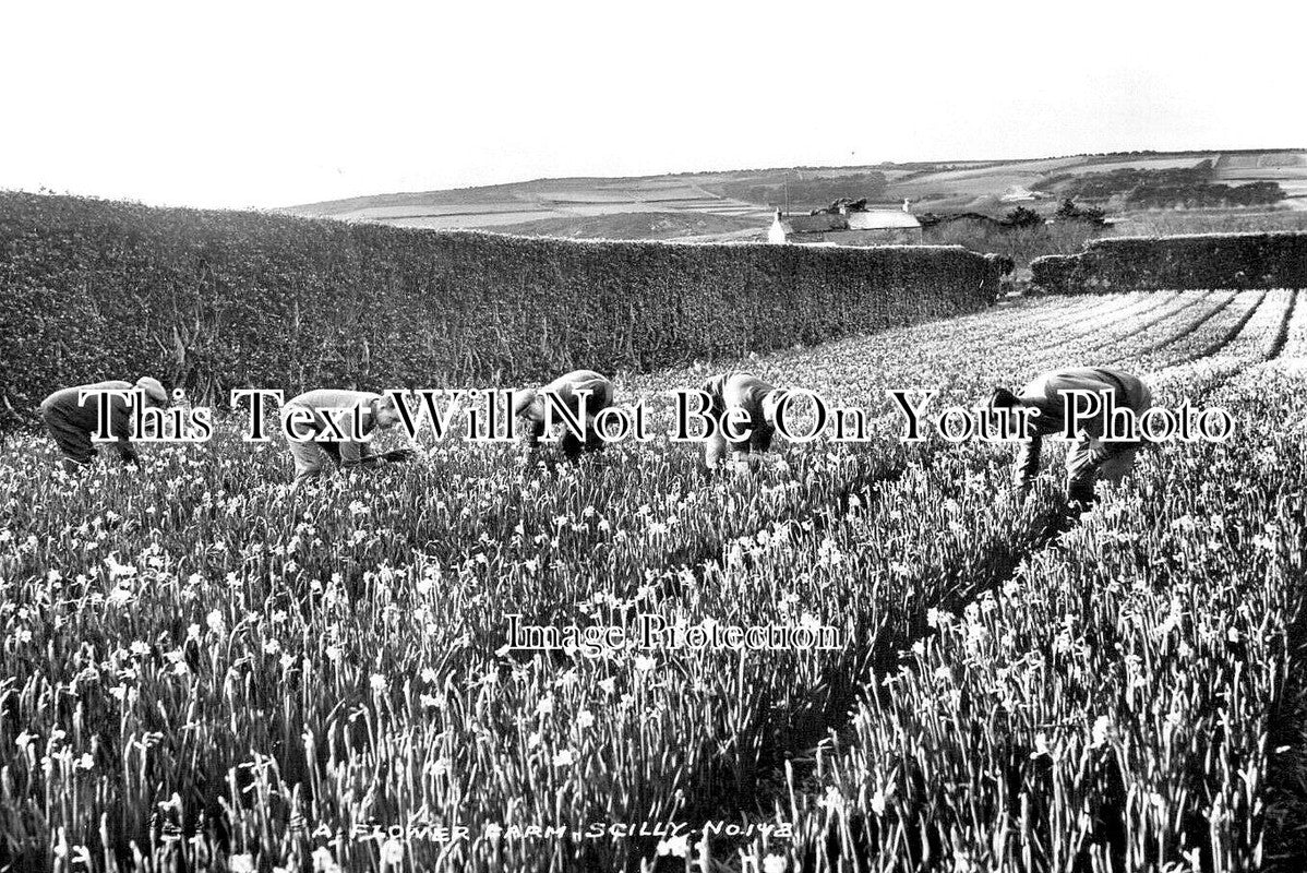 CO 3573 - A Flower Farm, Scilly Isles, Cornwall
