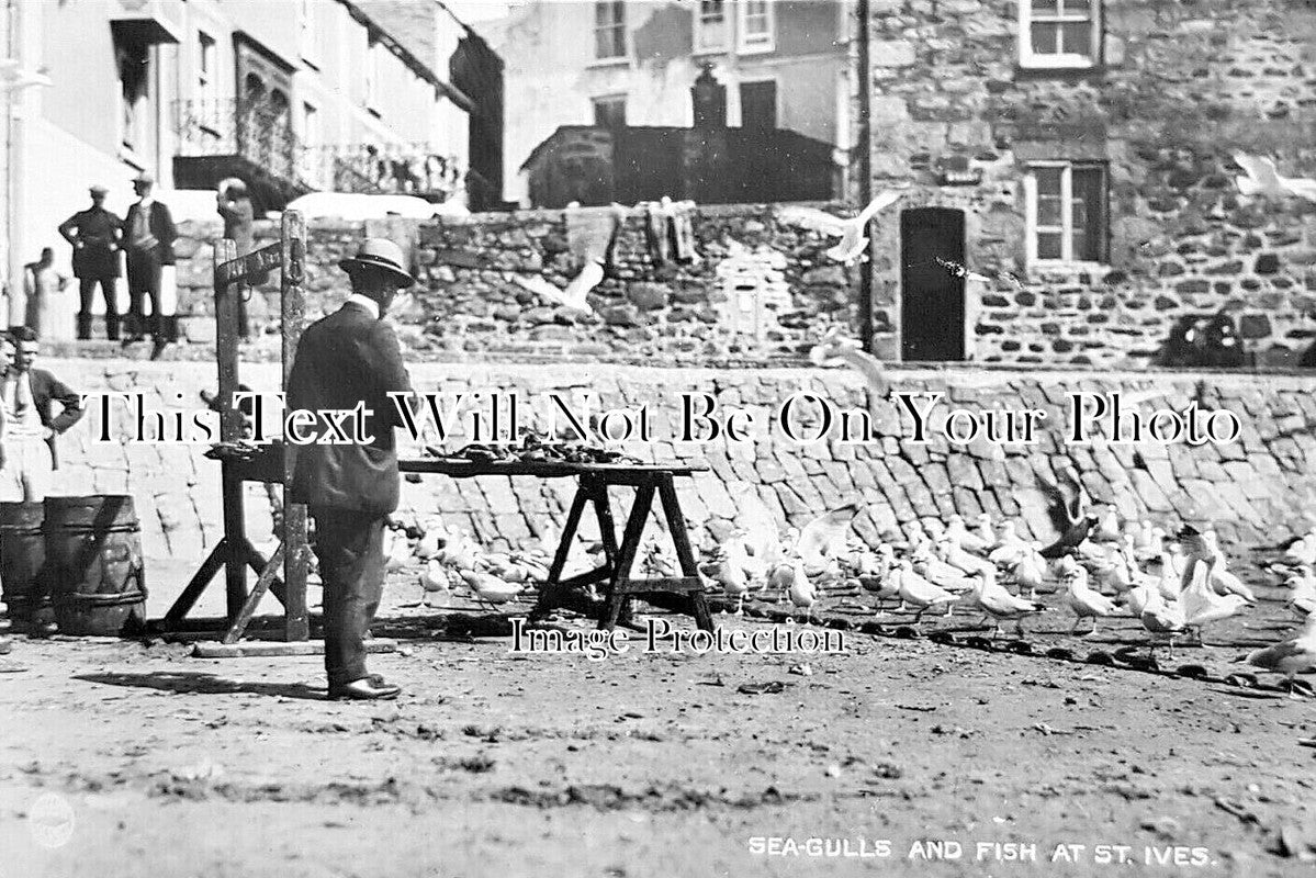 CO 3610 - Seagulls & Fish At St Ives, Cornwall