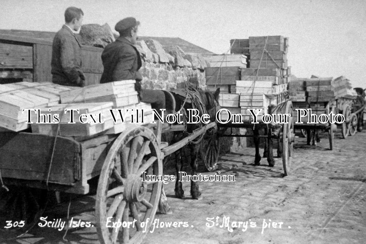 CO 682 - Exporting Flowers, St Marys Pier, Scilly Isles, Cornwall
