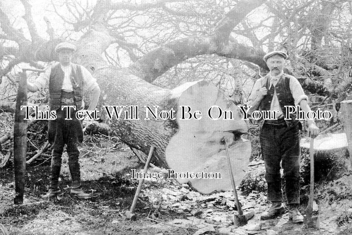 DE 4085 - Felled Tree, Henscott Farm, Bradford Holsworthy, Devon c1910
