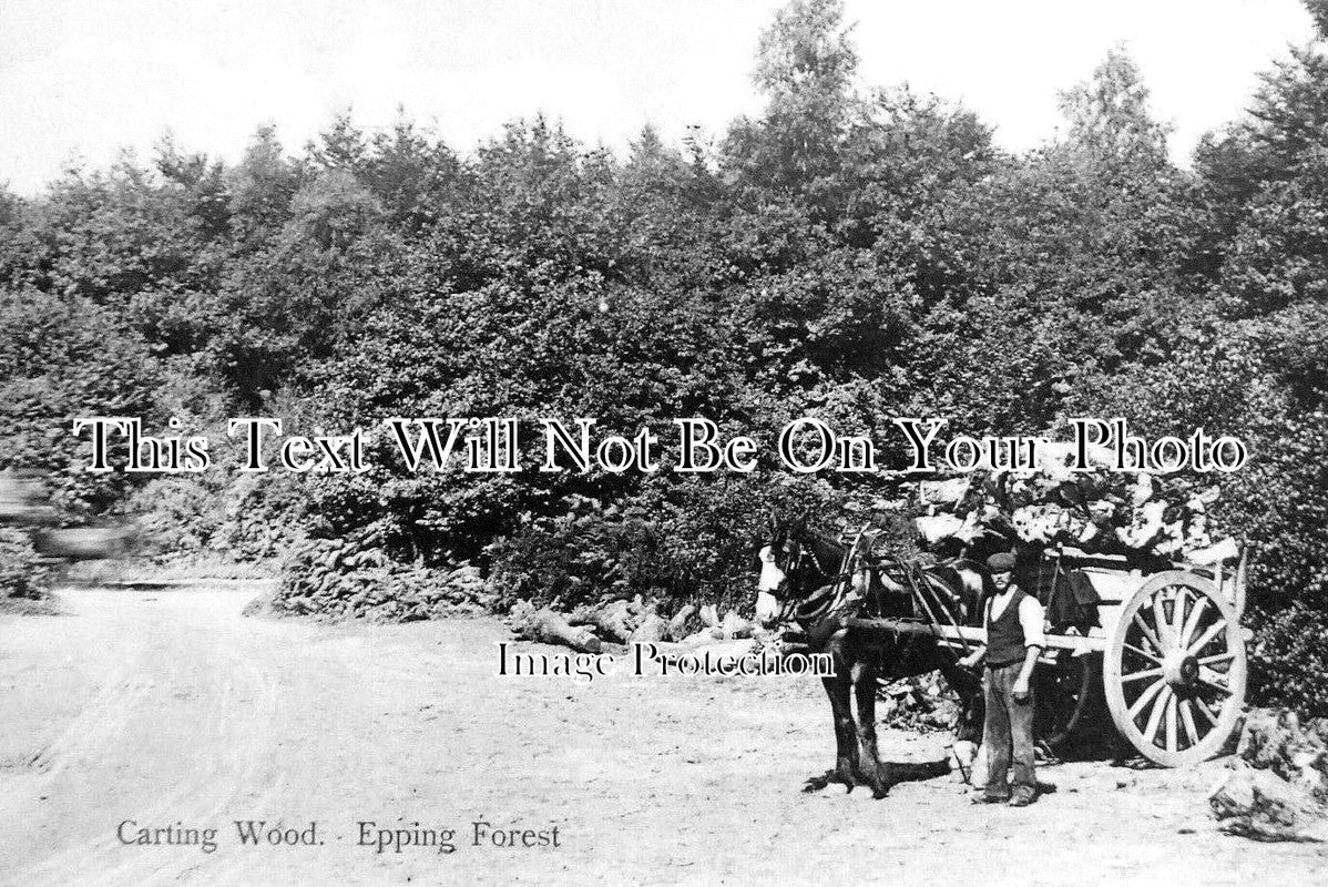 ES 4064 - Carting Wood, Epping Forest, Essex c1905