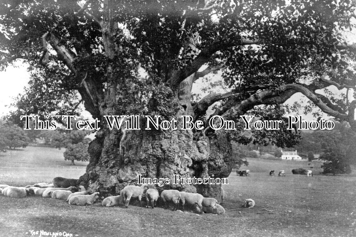GL 1540 - The Newland Oak Tree, Gloucestershire