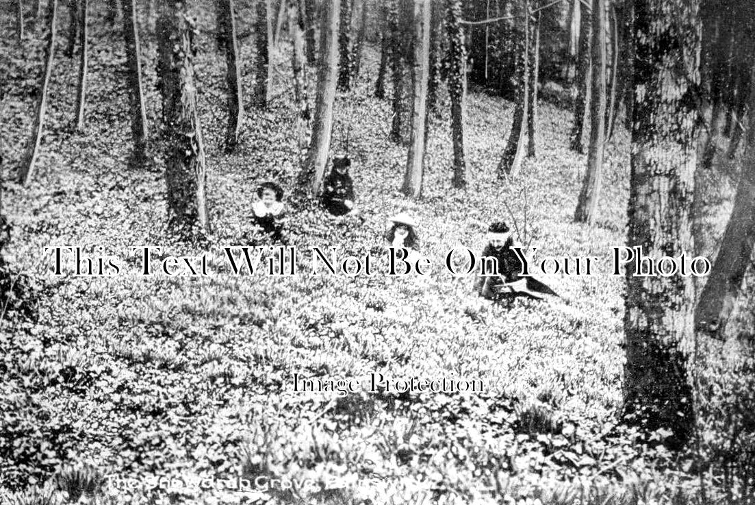 GL 1542 - The Snowdrop Grove, Painswick House, Gloucestershire