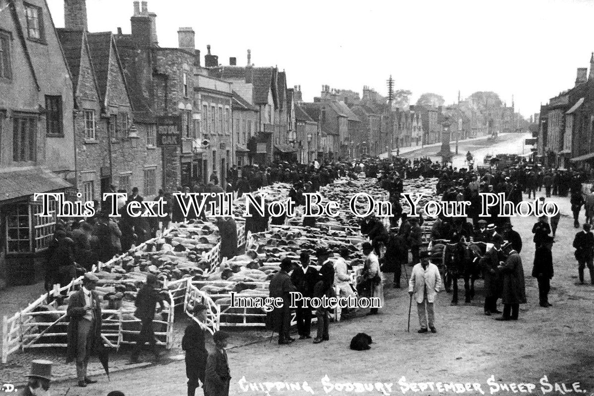 GL 1865 - Chipping Sodbury Sheep Sale, Gloucestershire c1911