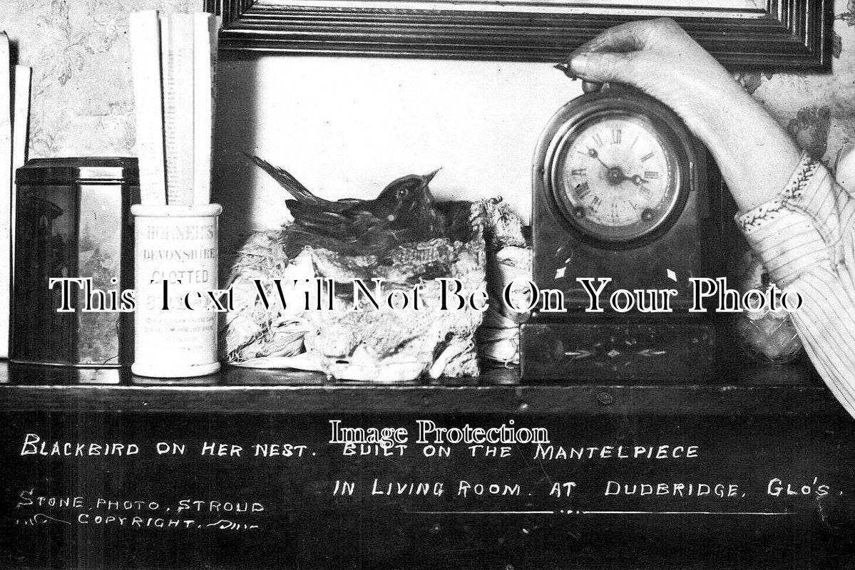 GL 2495 - Blackbird Nest, Dunbridge, Gloucestershire