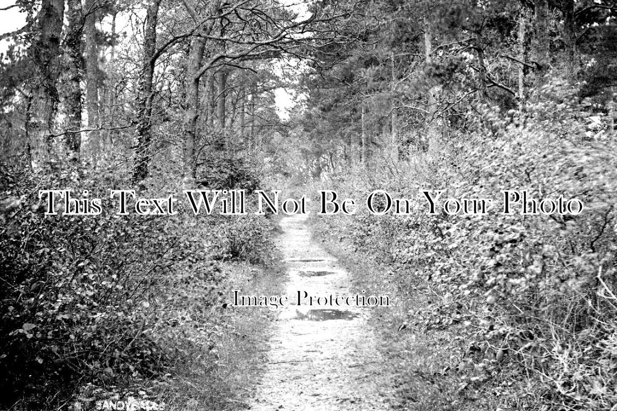 HA 2210 - Sandyballs Woods, New Forest, Hampshire c1905