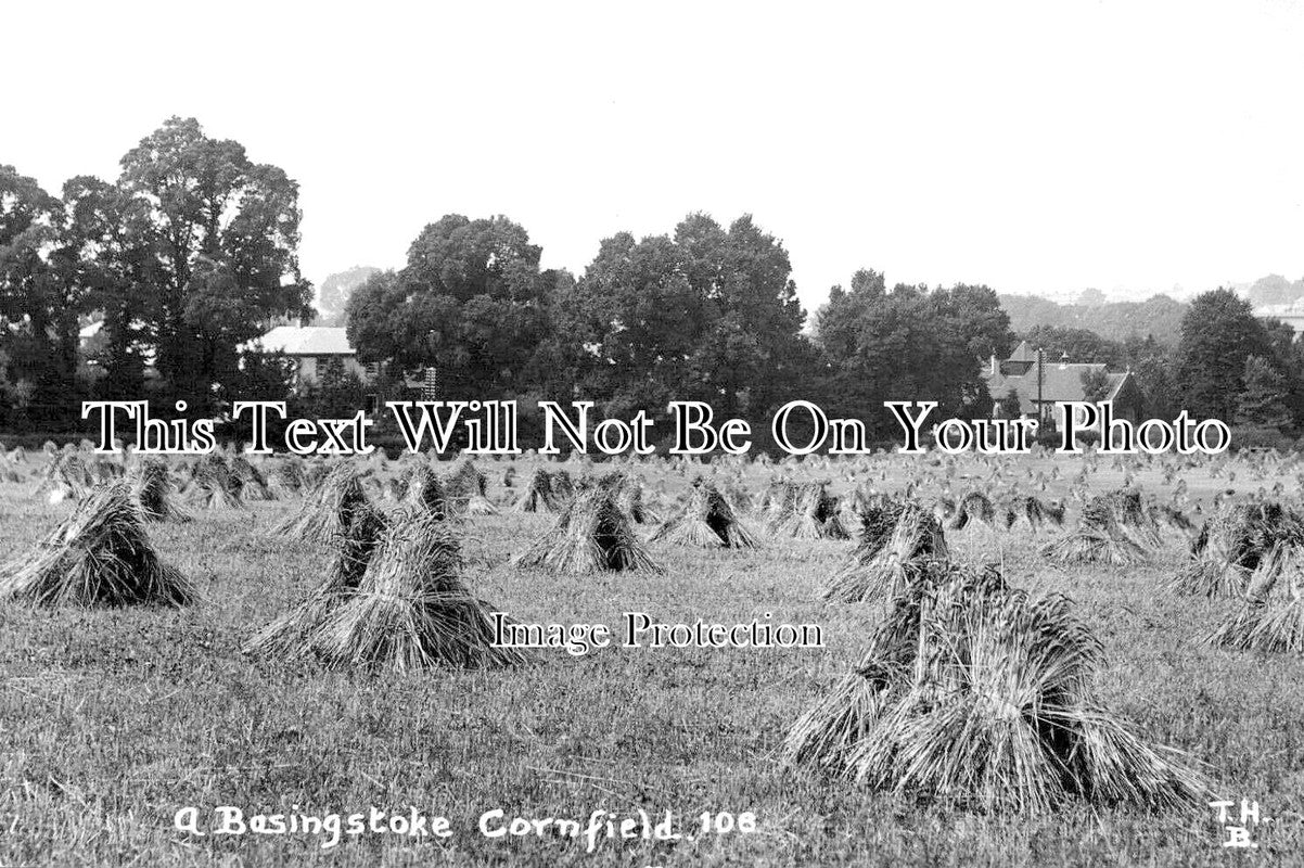 HA 2591 - A Basingstoke Cornfield, Hampshire