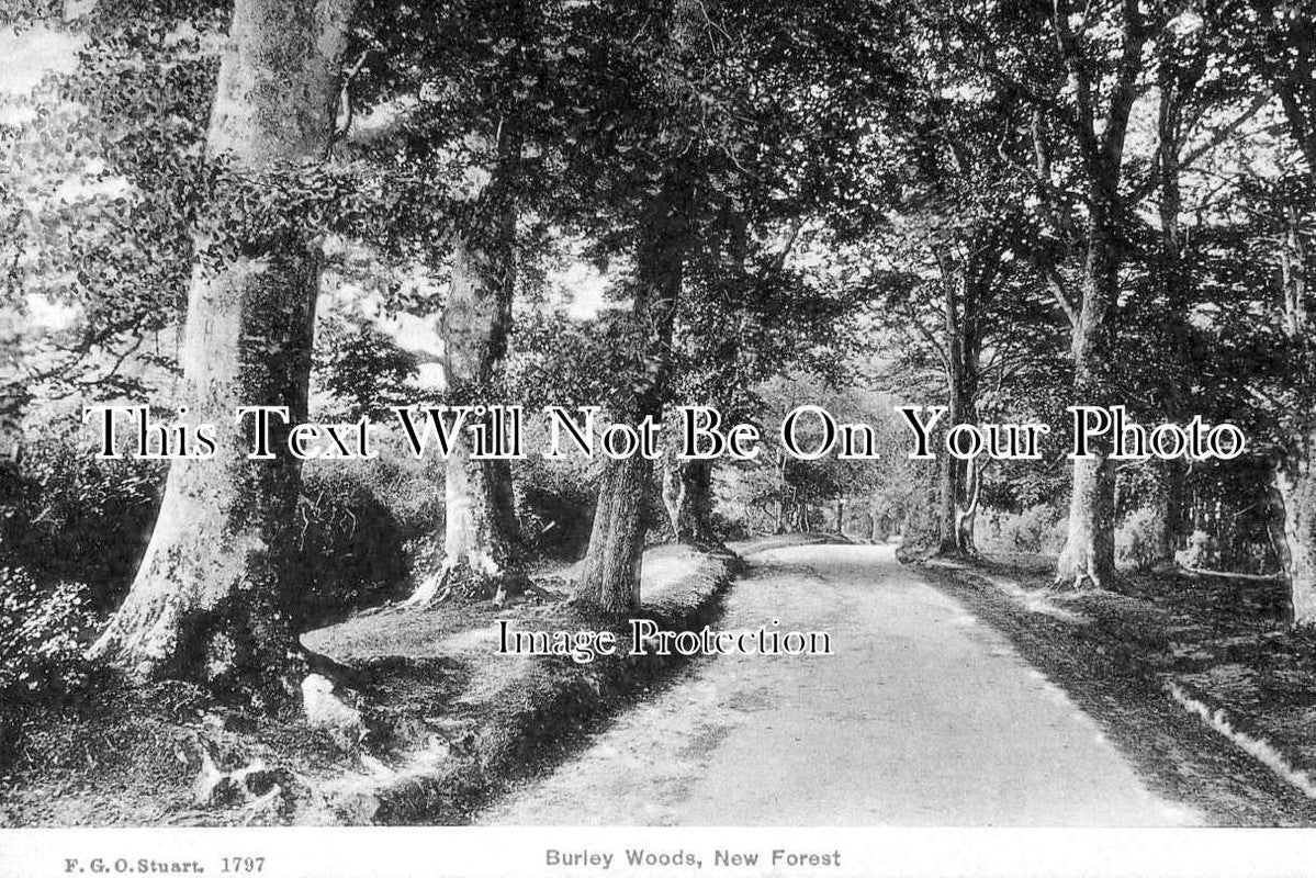 HA 4560 - Burley Woods, New Forest, Burley, Hampshire c1910