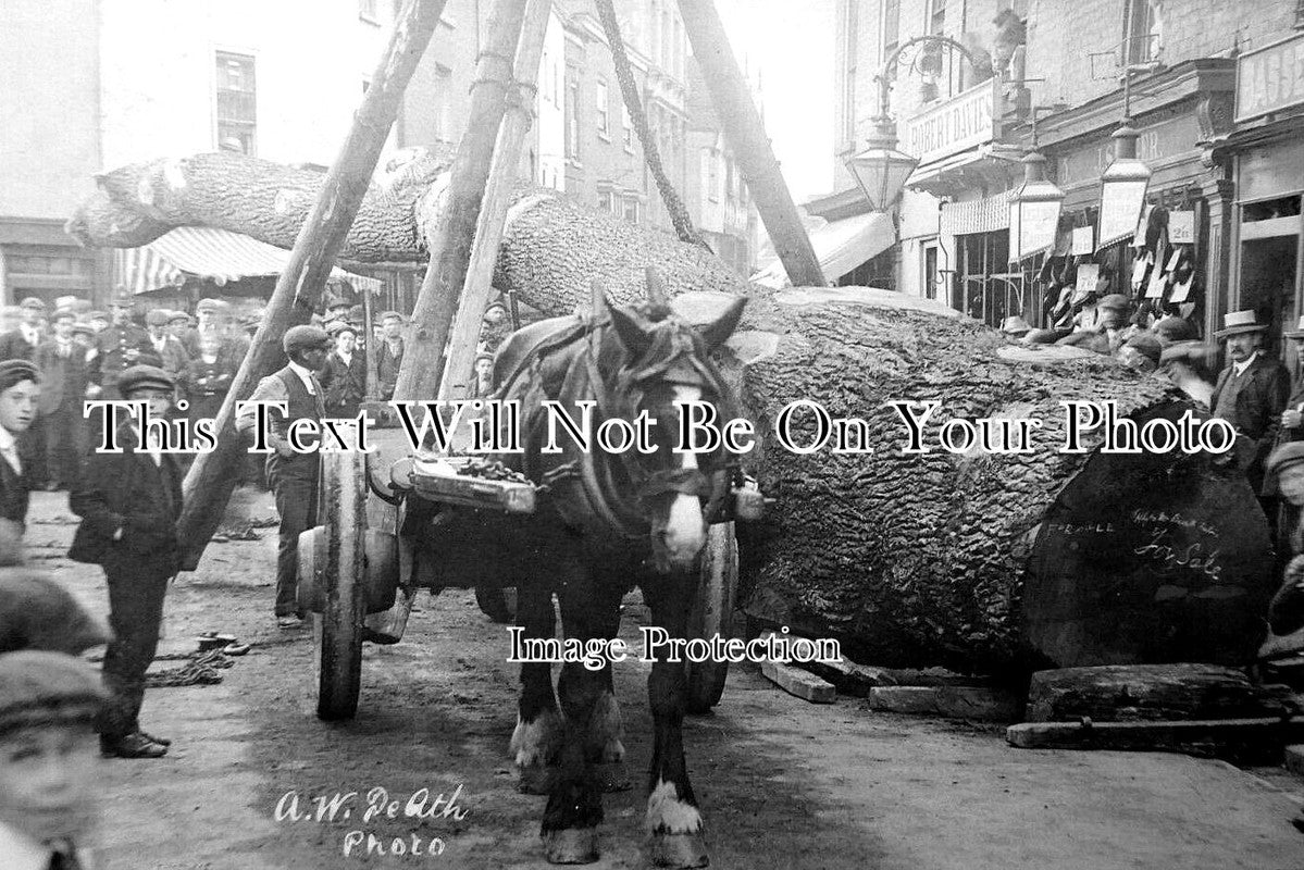 HR 527 - Fallen Tree, South Street, Leominster, Herefordshire c1904