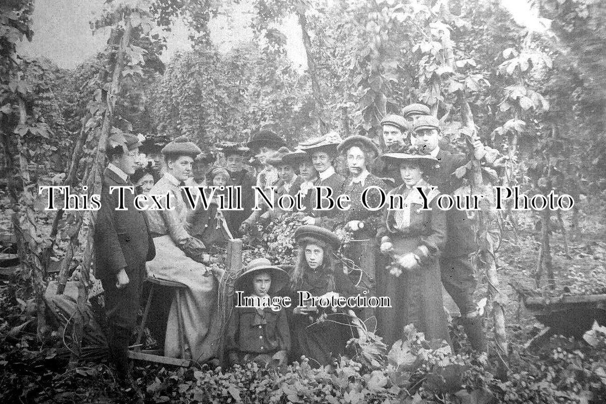 HR 547 - Hop Picking, Leominster, Herefordshire