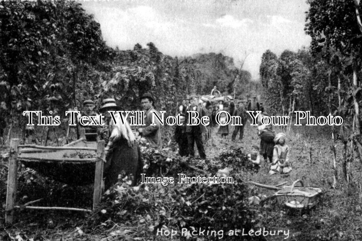 HR 56 - Hop Picking At Ledbury, Herefordshire