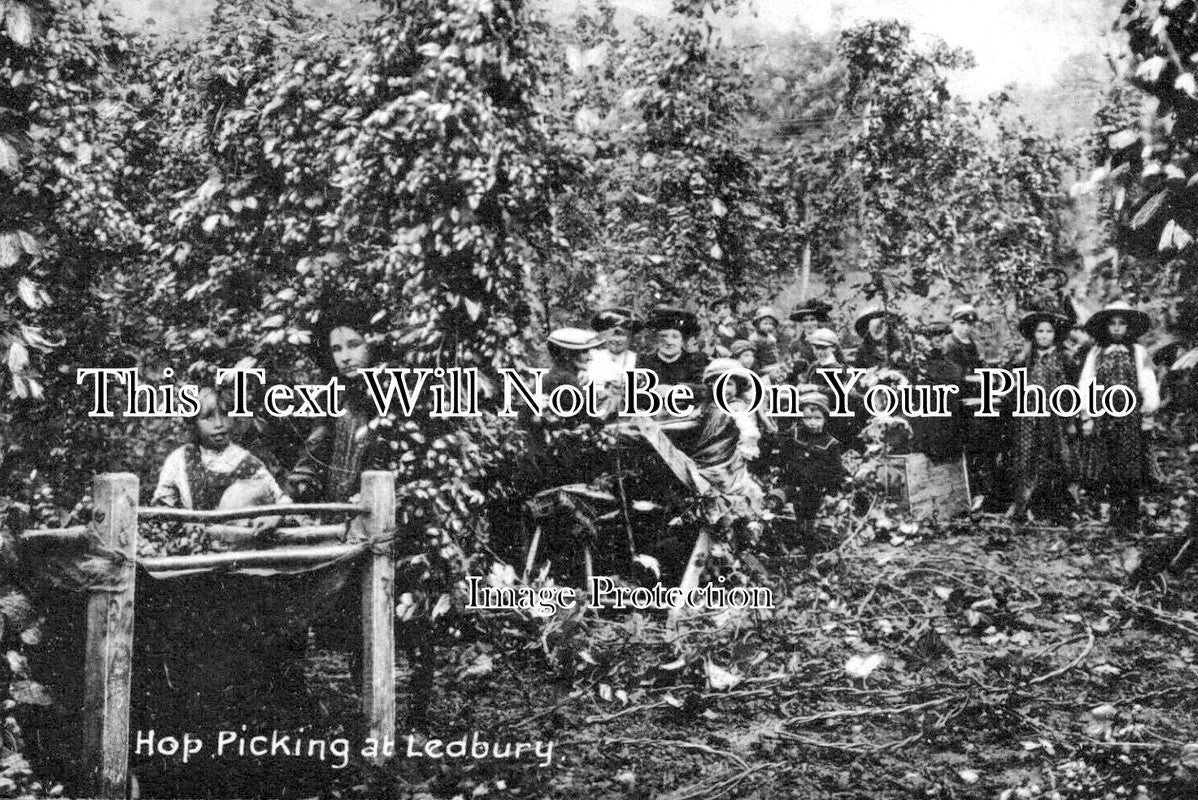 HR 723 - Hop Picking At Ledbury, Herefordshire
