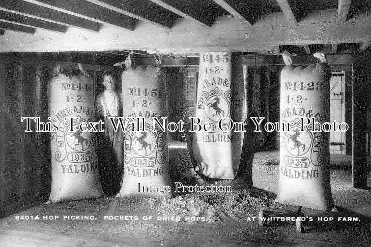 KE 1549 - Hop Picking, Pockets Of Dry Hops, Kent