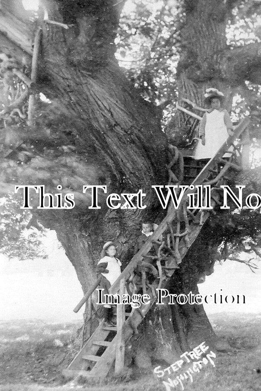KE 2695 - The Step Tree, Royal Oak, Nonington, Kent c1911