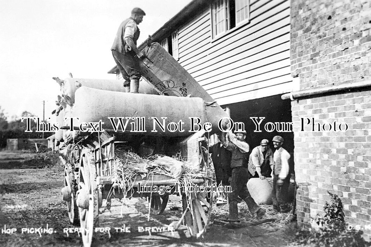 KE 2729 - Hop Picking, Ready For The Brewer, Kent