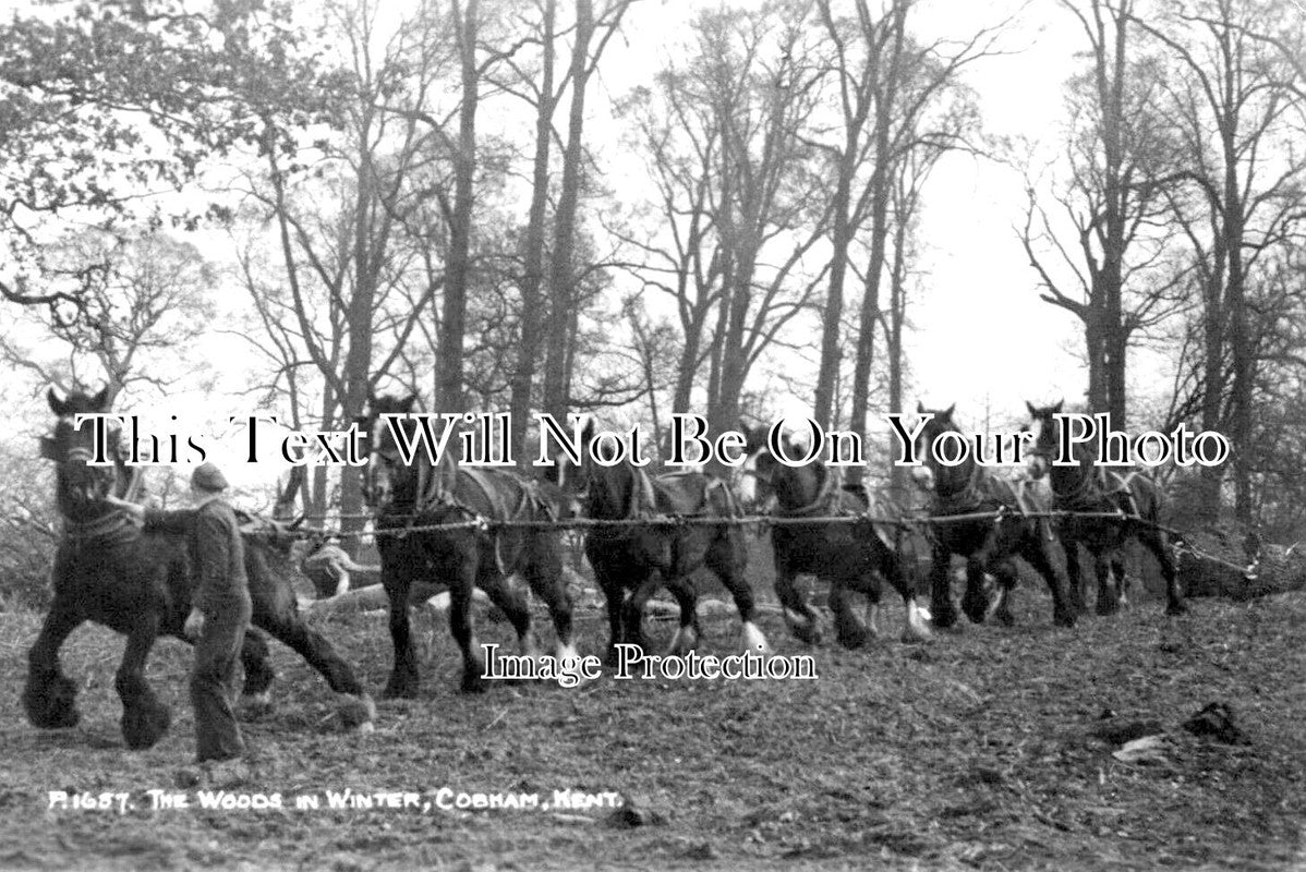 KE 3087 - The Woods In Winter, Cobham, Kent