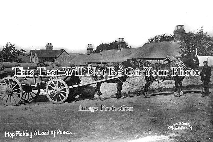 KE 3252 - Hop Picking Load Of Pokes Horses, Maidstone, Kent