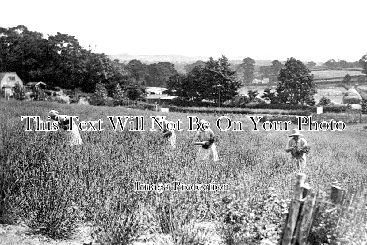 KE 4190 - Women Picking Lavender, Sevenoaks, Kent