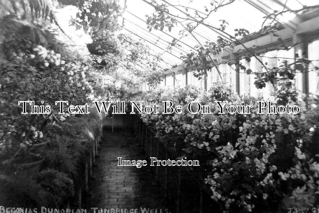 KE 4234 - Begonias, Dunorlan, Tunbridge Wells, Kent