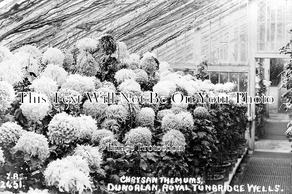 KE 4310 - Chrysanthemums, Dunorlan, Royal Tunbridge Wells, Kent