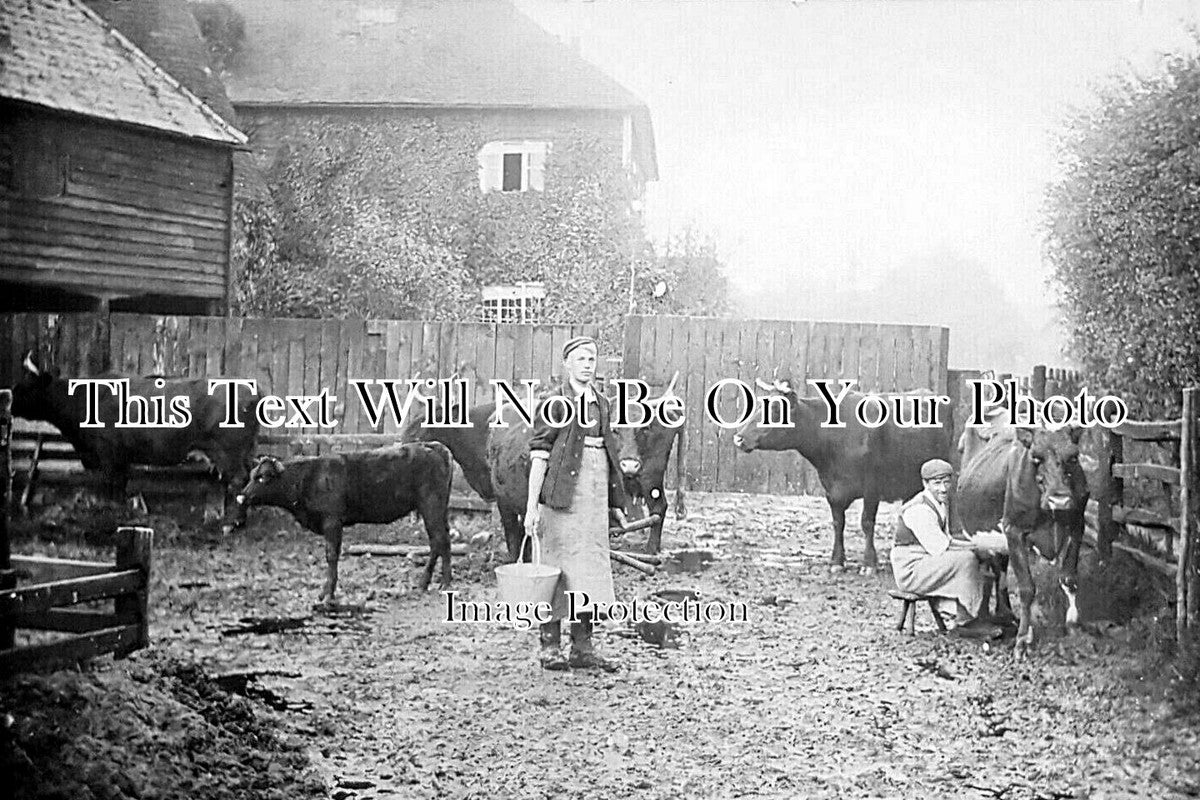 KE 5416 - Milking At A Ramsgate Farm, Kent c1907