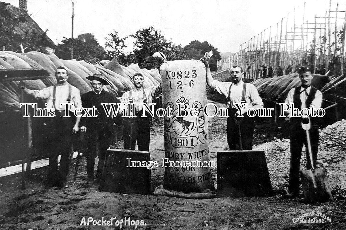 KE 5962 - A Pocket Of Hops, Rolvenden, Kent