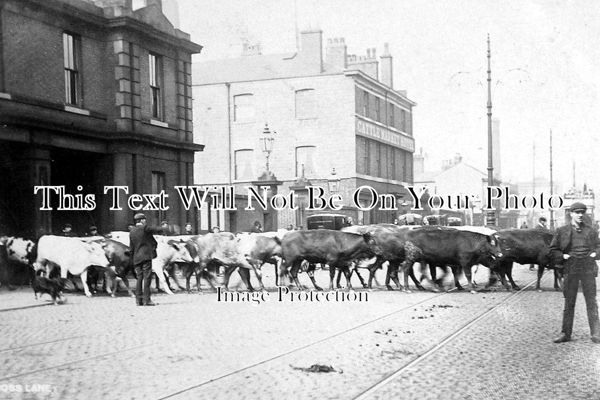 LA 1711 - Cross Lane Cattle Market, Salford, Manchester, Lancashire c1906