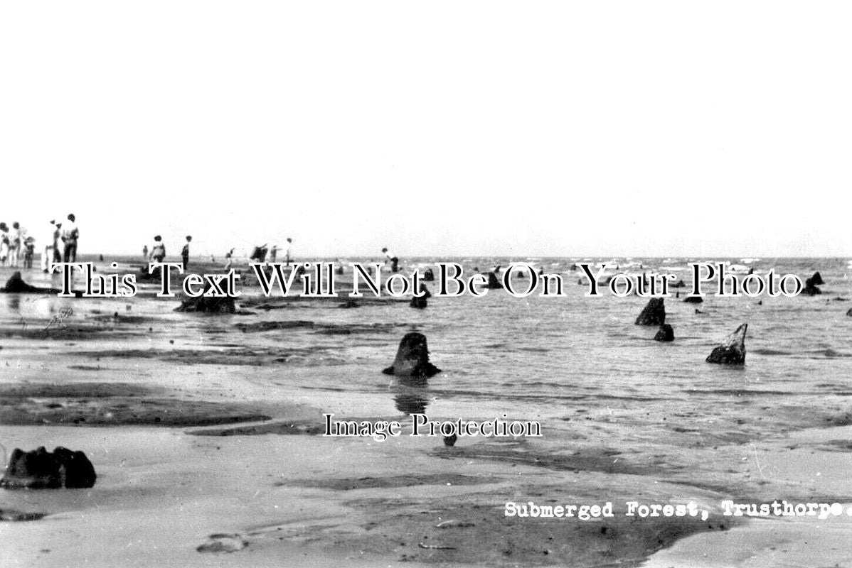 LI 3264 - Submerged Forest, Trusthorpe, Lincolnshire