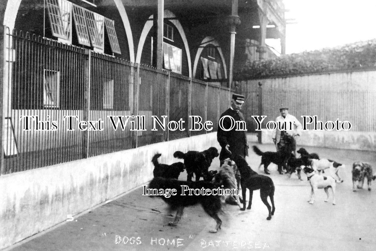 LO 3085 - Battersea Dogs Home, London c1912