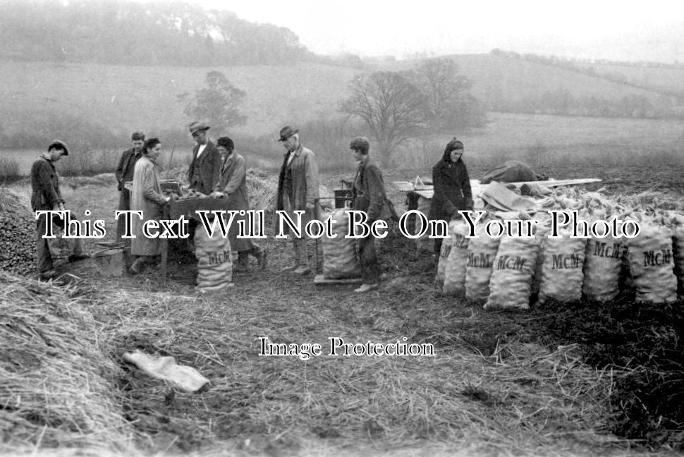 LO 5065 - Potato Farming, Unknown Location