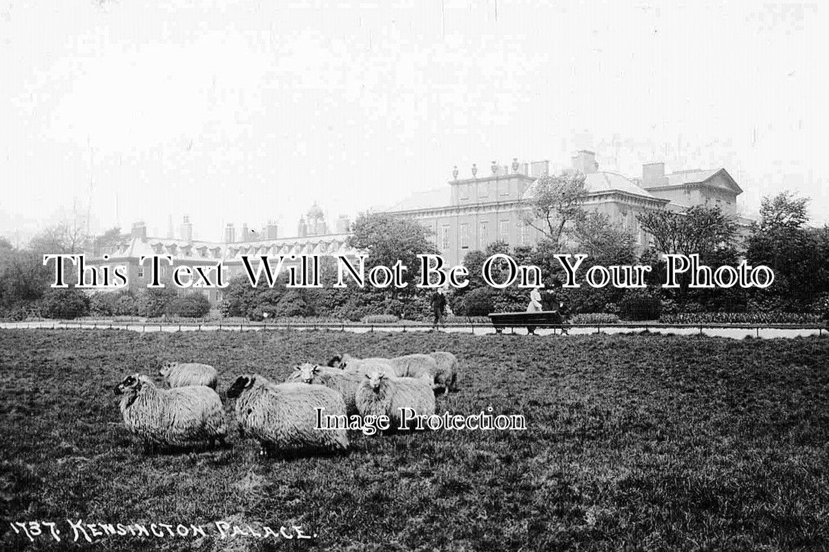 LO 766 - Sheep Grazing At Kensington Palace, London c1920