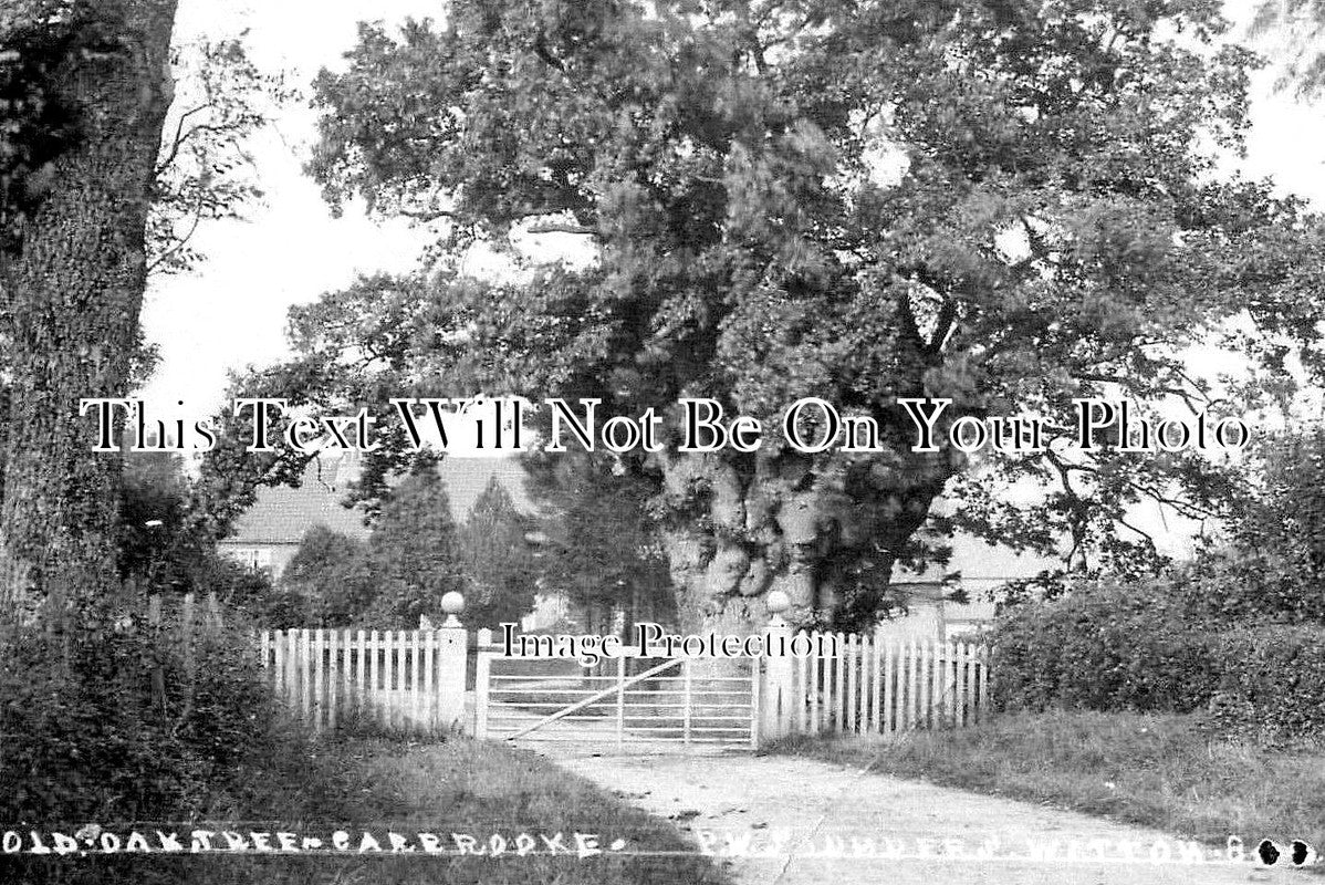 NF 3997 - Old Oak Tree, Carbrooke, Norfolk c1912