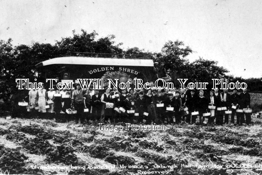 NF 618 - Strawberries Being Loaded At Oxburgh Hall, Norfolk