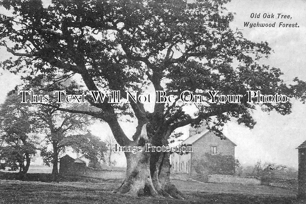 OX 1757 - Old Oak Tree, Wychwood Forest, Oxfordshire