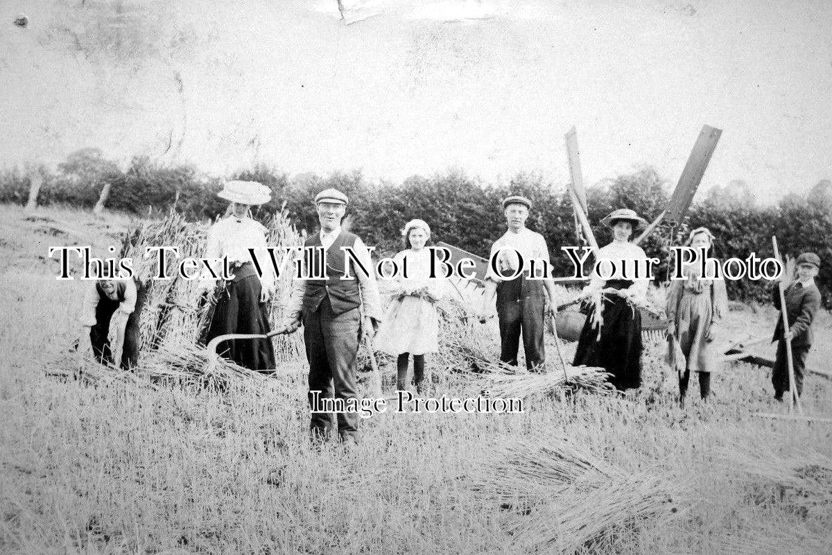 OX 390 - Haymaking, Deddington, Oxfordshire c1906